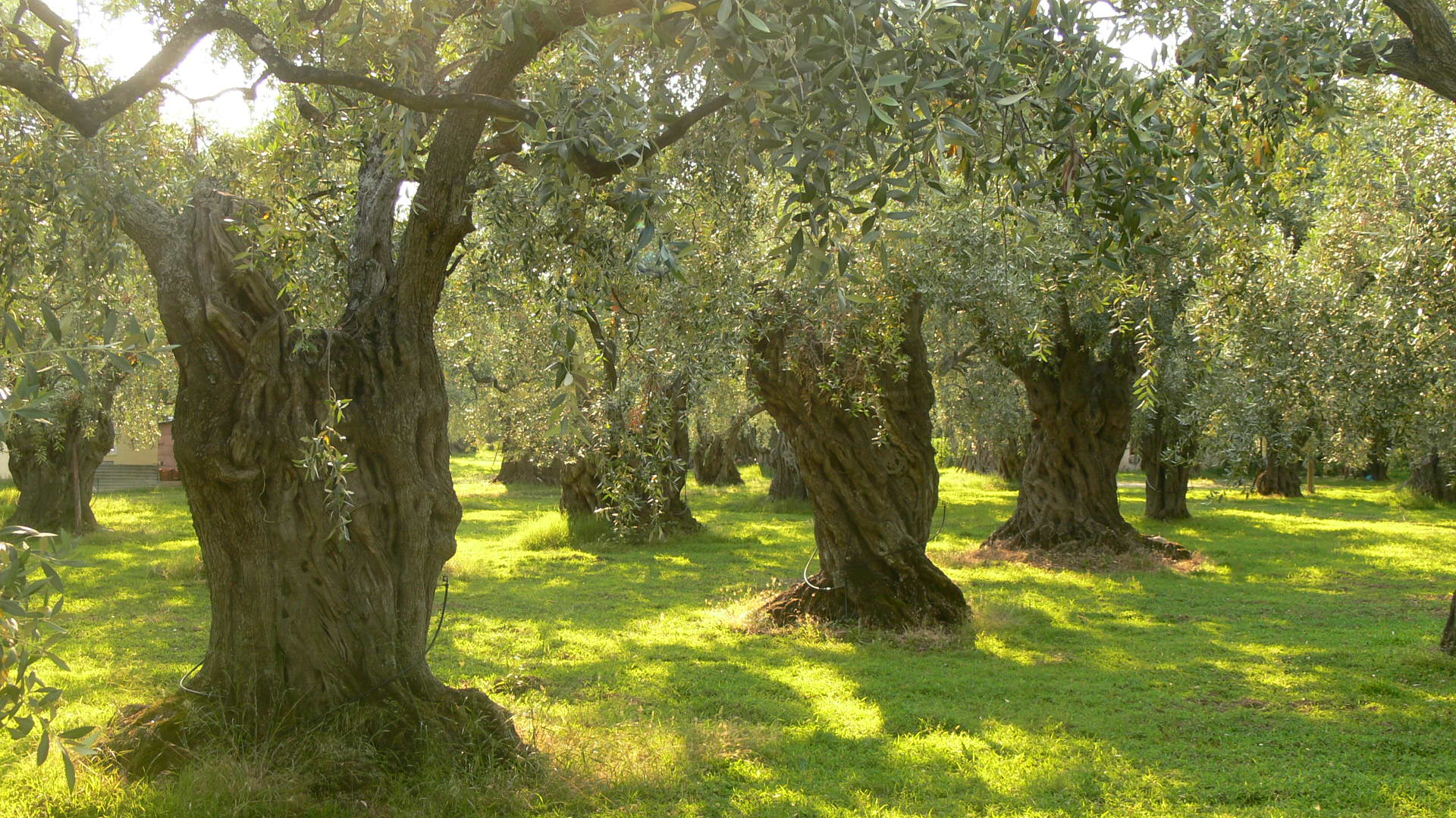 oliveto2